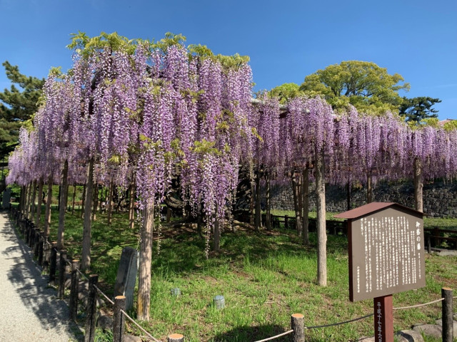 小田原城址公園【小田原市】
